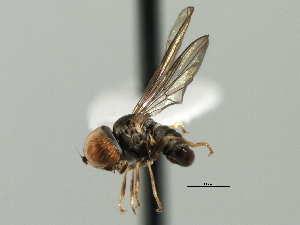  ( - CNC DIPTERA 136072)  @11 [ ] CreativeCommons - Attribution (2013) CBG Photography Group Centre for Biodiversity Genomics