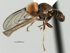 (Clistoabdominalis sp. QLD5 - CNC DIPTERA 136086)  @11 [ ] CreativeCommons - Attribution (2013) CBG Photography Group Centre for Biodiversity Genomics