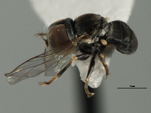  ( - CNC DIPTERA 136092)  @12 [ ] CreativeCommons - Attribution (2013) CBG Photography Group Centre for Biodiversity Genomics