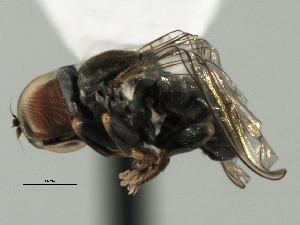  (Tomosvaryella sp. Chile3 - CNC DIPTERA 136096)  @12 [ ] CreativeCommons - Attribution (2013) CBG Photography Group Centre for Biodiversity Genomics