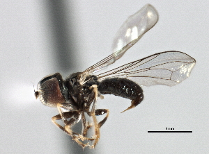  ( - CNC DIPTERA 147708)  @12 [ ] CreativeCommons - Attribution (2013) CBG Photography Group Centre for Biodiversity Genomics