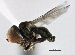  ( - CNC DIPTERA 147709)  @14 [ ] CreativeCommons - Attribution (2013) CBG Photography Group Centre for Biodiversity Genomics