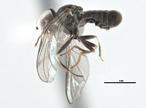  (Clistoabdominalis sp. NM1 - CNC DIPTERA 147807)  @11 [ ] CreativeCommons - Attribution (2013) CBG Photography Group Centre for Biodiversity Genomics