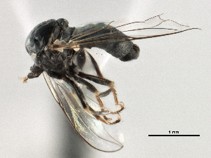  (Tomosvaryella sp. UT 1 - CNC DIPTERA 157862)  @11 [ ] CreativeCommons - Attribution (2013) CNC/CBG Photography Group Centre for Biodiversity Genomics