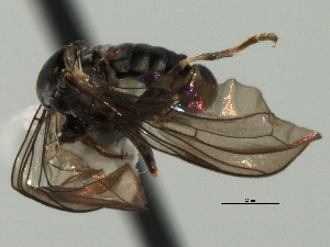  (Clistoabdominalis sp. NewGuinea1 - CNC DIPTERA 158103)  @11 [ ] CreativeCommons - Attribution (2013) CNC/CBG Photography Group Centre for Biodiversity Genomics