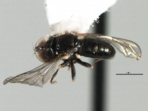  ( - CNC DIPTERA 158255)  @12 [ ] CreativeCommons - Attribution (2013) CNC/CBG Photography Group Centre for Biodiversity Genomics