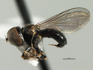  ( - CNC DIPTERA 158344)  @14 [ ] CreativeCommons - Attribution (2013) CNC/CBG Photography Group Centre for Biodiversity Genomics