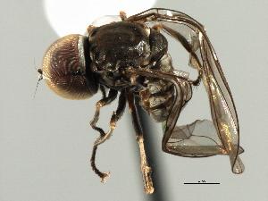  ( - CNC DIPTERA 158380)  @13 [ ] CreativeCommons - Attribution (2013) CNC/CBG Photography Group Centre for Biodiversity Genomics