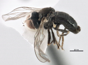  ( - CNC DIPTERA 158524)  @13 [ ] CreativeCommons - Attribution (2013) CBG Photography Group Centre for Biodiversity Genomics