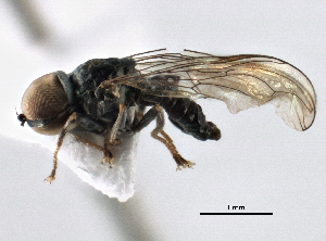  (Cephalosphaera sp. AZ6 - CNC DIPTERA 158528)  @11 [ ] CreativeCommons - Attribution (2013) CBG Photography Group Centre for Biodiversity Genomics