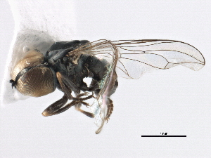  (Basileunculus sp. AZ2 - CNC DIPTERA 158534)  @11 [ ] CreativeCommons - Attribution (2013) CBG Photography Group Centre for Biodiversity Genomics