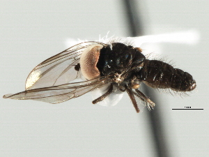  ( - CNC DIPTERA 158629)  @13 [ ] CreativeCommons - Attribution (2013) CNC/CBG Photography Group Centre for Biodiversity Genomics