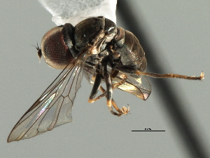  ( - CNC DIPTERA 158641)  @13 [ ] CreativeCommons - Attribution (2013) CNC/CBG Photography Group Centre for Biodiversity Genomics
