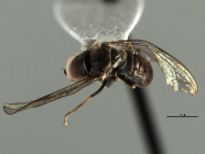  (Clistoabdominalis sp. CA7 - CNC DIPTERA 158643)  @11 [ ] CreativeCommons - Attribution (2013) CNC/CBG Photography Group Centre for Biodiversity Genomics