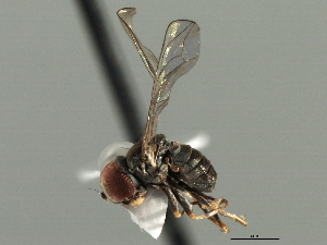  ( - CNC DIPTERA 158650)  @13 [ ] CreativeCommons - Attribution (2013) CNC/CBG Photography Group Centre for Biodiversity Genomics