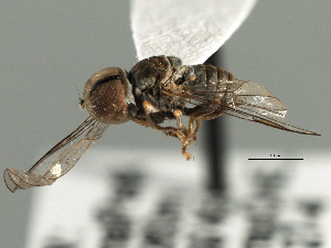 (Clistoabdominalis cf. ancylus1 - CNC DIPTERA 158699)  @13 [ ] CreativeCommons - Attribution (2013) CNC/CBG Photography Group Centre for Biodiversity Genomics