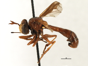  ( - CNC DIPTERA 187353)  @11 [ ] CreativeCommons - Attribution (2013) CNC/CBG Photography Group Centre for Biodiversity Genomics