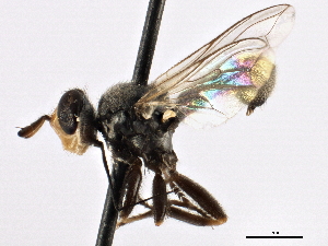  ( - CNC DIPTERA 195991)  @11 [ ] CreativeCommons - Attribution (2013) CNC/CBG Photography Group Centre for Biodiversity Genomics