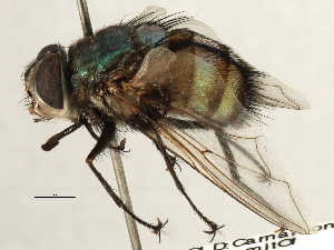  ( - CNC DIPTERA 197423)  @14 [ ] CreativeCommons - Attribution (2013) CNC/CBG Photography Group Centre for Biodiversity Genomics