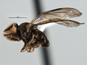  (Clistoabdominalis sp. QLD10 - CNC DIPTERA 136134)  @11 [ ] CreativeCommons - Attribution (2013) CNC/CBG Photography Group Centre for Biodiversity Genomics