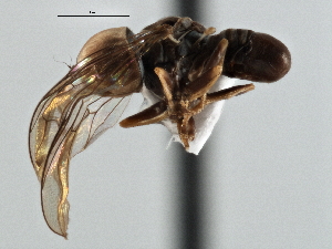  (Clistoabdominalis sp. QLD11 - CNC DIPTERA 136138)  @11 [ ] CreativeCommons - Attribution (2013) CNC/CBG Photography Group Centre for Biodiversity Genomics