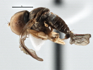  (Clistoabdominalis sp. QLD8 - CNC DIPTERA 136140)  @11 [ ] CreativeCommons - Attribution (2013) CNC/CBG Photography Group Centre for Biodiversity Genomics