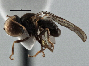  ( - CNC DIPTERA 136153)  @11 [ ] CreativeCommons - Attribution (2013) CNC/CBG Photography Group Centre for Biodiversity Genomics