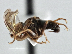  ( - CNC DIPTERA 136154)  @11 [ ] CreativeCommons - Attribution (2013) CNC/CBG Photography Group Centre for Biodiversity Genomics