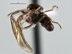  ( - CNC DIPTERA 136728)  @11 [ ] CreativeCommons - Attribution (2013) CNC/CBG Photography Group Centre for Biodiversity Genomics