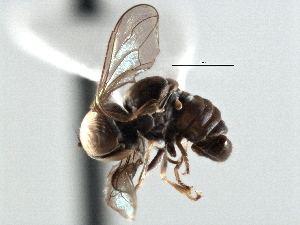  ( - CNC DIPTERA 136738)  @11 [ ] CreativeCommons - Attribution (2013) CNC/CBG Photography Group Centre for Biodiversity Genomics
