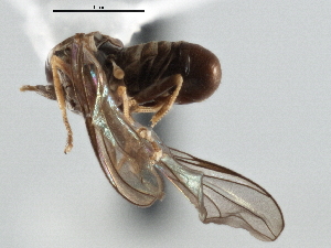  ( - CNC DIPTERA 136751)  @11 [ ] CreativeCommons - Attribution (2013) CNC/CBG Photography Group Centre for Biodiversity Genomics