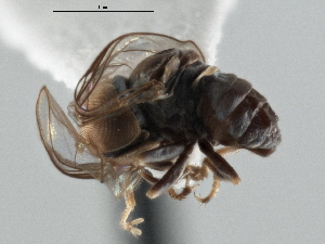  (Clistoabdominalis sp. QLD12 - CNC DIPTERA 136757)  @11 [ ] CreativeCommons - Attribution (2013) CNC/CBG Photography Group Centre for Biodiversity Genomics