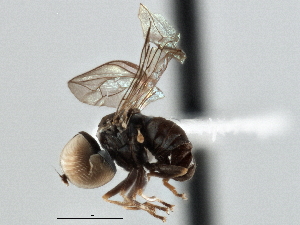  (Clistoabdominalis sp. QLD9 - CNC DIPTERA 136758)  @11 [ ] CreativeCommons - Attribution (2013) CNC/CBG Photography Group Centre for Biodiversity Genomics