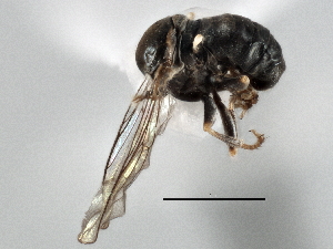  (Tomosvaryella sp. Argentina3 - CNC DIPTERA 137094)  @12 [ ] CreativeCommons - Attribution (2013) CNC/CBG Photography Group Centre for Biodiversity Genomics