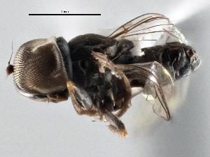  ( - CNC DIPTERA 137098)  @13 [ ] CreativeCommons - Attribution (2013) CNC/CBG Photography Group Centre for Biodiversity Genomics