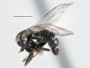  ( - CNC DIPTERA 137105)  @12 [ ] CreativeCommons - Attribution (2013) CNC/CBG Photography Group Centre for Biodiversity Genomics
