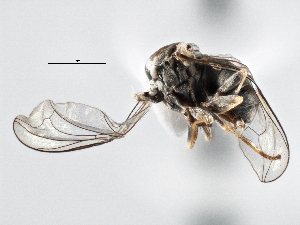  ( - CNC DIPTERA 137114)  @11 [ ] CreativeCommons - Attribution (2013) CNC/CBG Photography Group Centre for Biodiversity Genomics