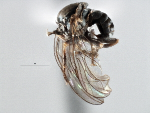  (Basileunculus sp. MO1 - CNC DIPTERA 137116)  @11 [ ] CreativeCommons - Attribution (2013) CNC/CBG Photography Group Centre for Biodiversity Genomics