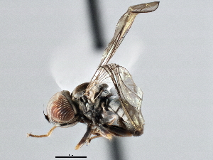  ( - CNC DIPTERA 137212)  @12 [ ] CreativeCommons - Attribution (2013) CNC/CBG Photography Group Centre for Biodiversity Genomics