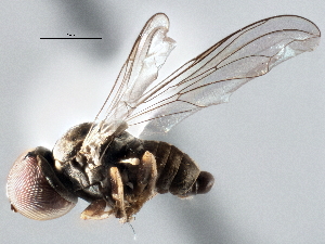  ( - CNC DIPTERA 137602)  @11 [ ] CreativeCommons - Attribution (2013) CNC/CBG Photography Group Centre for Biodiversity Genomics