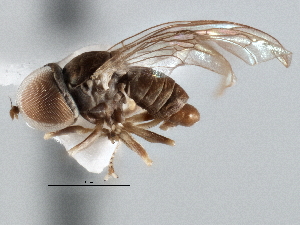  ( - CNC DIPTERA 137609)  @11 [ ] CreativeCommons - Attribution (2013) CNC/CBG Photography Group Centre for Biodiversity Genomics