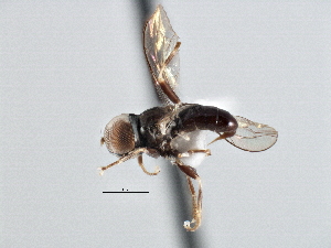  ( - CNC DIPTERA 137610)  @12 [ ] CreativeCommons - Attribution (2013) CNC/CBG Photography Group Centre for Biodiversity Genomics
