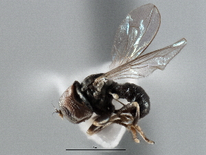  ( - CNC DIPTERA 137619)  @12 [ ] CreativeCommons - Attribution (2013) CNC/CBG Photography Group Centre for Biodiversity Genomics