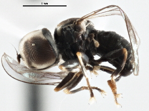  ( - CNC DIPTERA 147591)  @11 [ ] CreativeCommons - Attribution (2013) CNC/CBG Photography Group Centre for Biodiversity Genomics