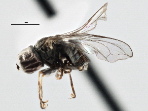  ( - CNC DIPTERA 147596)  @11 [ ] CreativeCommons - Attribution (2013) CNC/CBG Photography Group Centre for Biodiversity Genomics