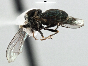  (Tomosvaryella sp. CA32 - CNC DIPTERA 147606)  @11 [ ] CreativeCommons - Attribution (2013) CNC/CBG Photography Group Centre for Biodiversity Genomics
