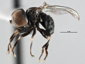  (Tomosvaryella sp. MEX7 - CNC DIPTERA 147612)  @14 [ ] CreativeCommons - Attribution (2013) CNC/CBG Photography Group Centre for Biodiversity Genomics
