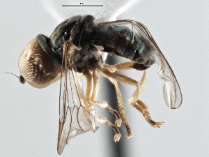  (Cephalops sp. Namibia1 - CNC DIPTERA 175266)  @14 [ ] CreativeCommons - Attribution (2013) CNC/CBG Photography Group Centre for Biodiversity Genomics