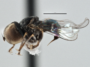  ( - CNC DIPTERA 175267)  @12 [ ] CreativeCommons - Attribution (2013) CNC/CBG Photography Group Centre for Biodiversity Genomics