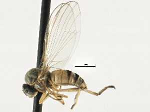  ( - CNC DIPTERA 197608)  @14 [ ] CreativeCommons - Attribution (2013) CNC/CBG Photography Group Centre for Biodiversity Genomics
